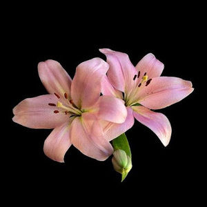 Meet your Posher, Karina